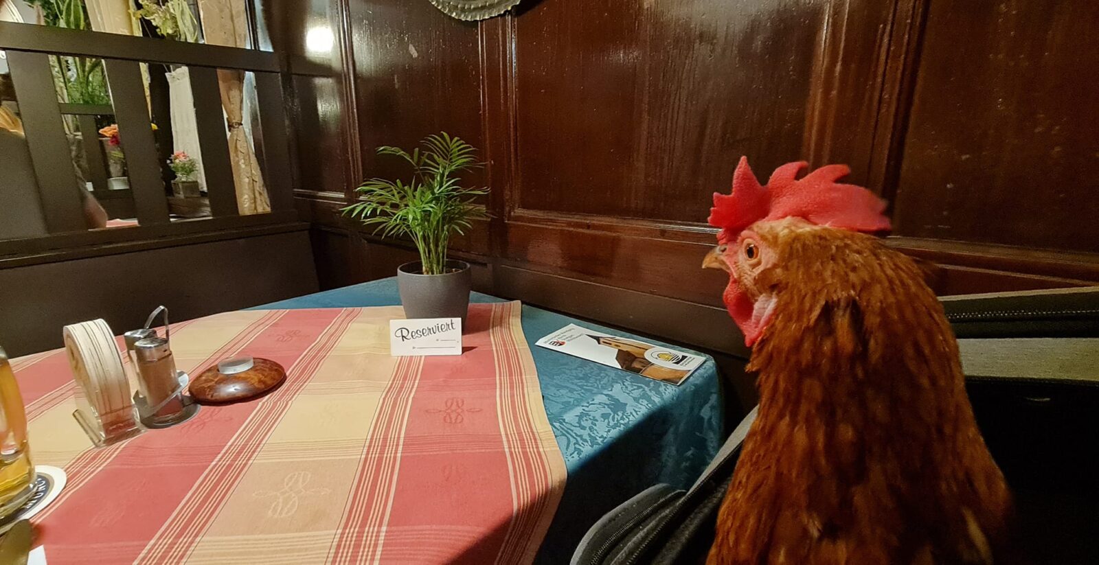 Huhn sitzt im Restaurant