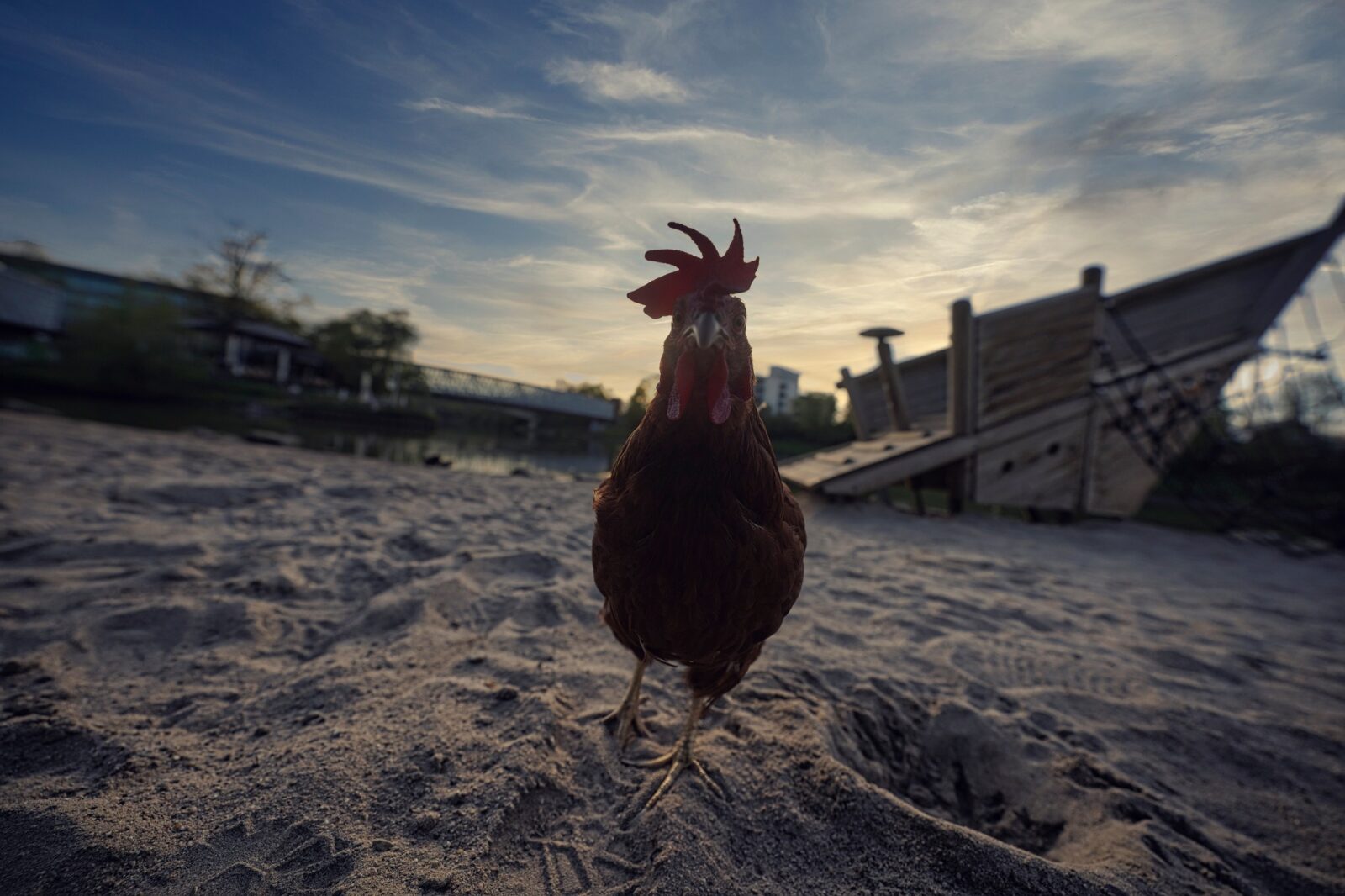 Huhn am Strand