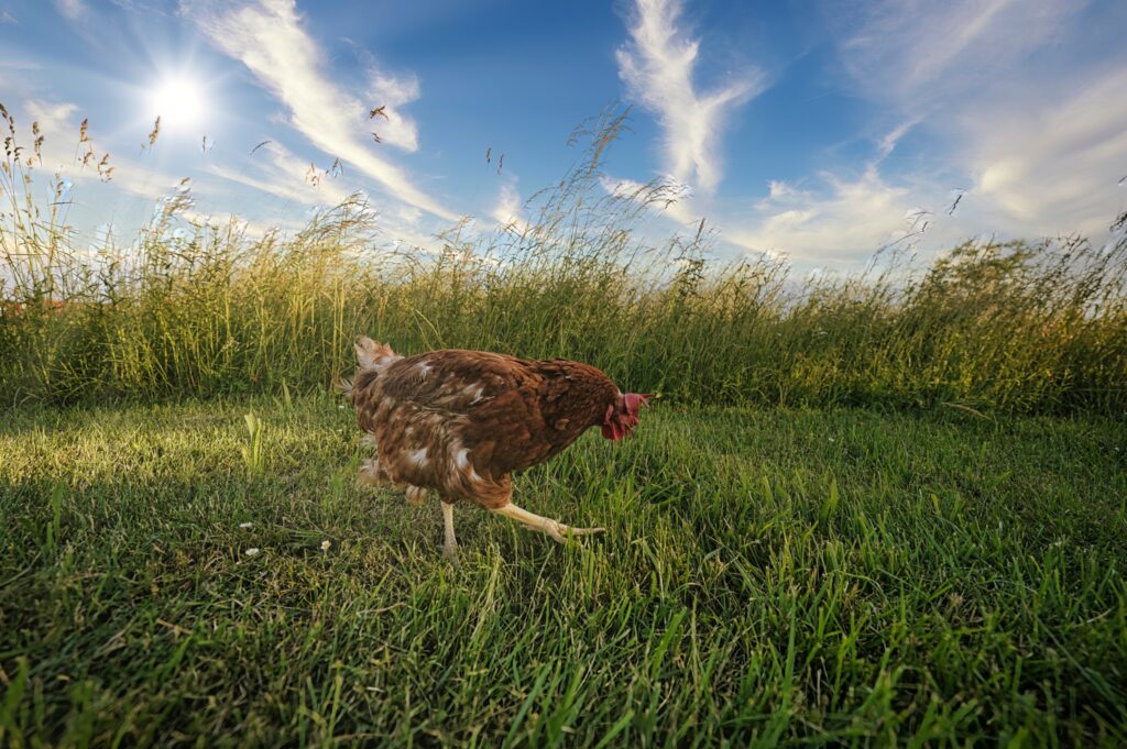 Dotty sucht auf Feld