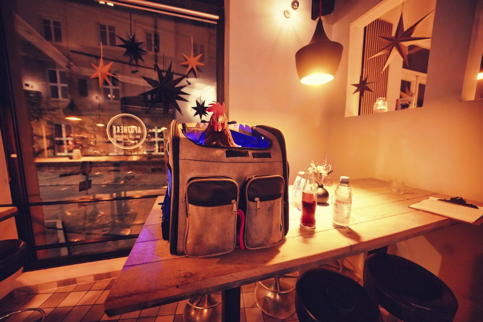 Dotty in bar aus Rucksack