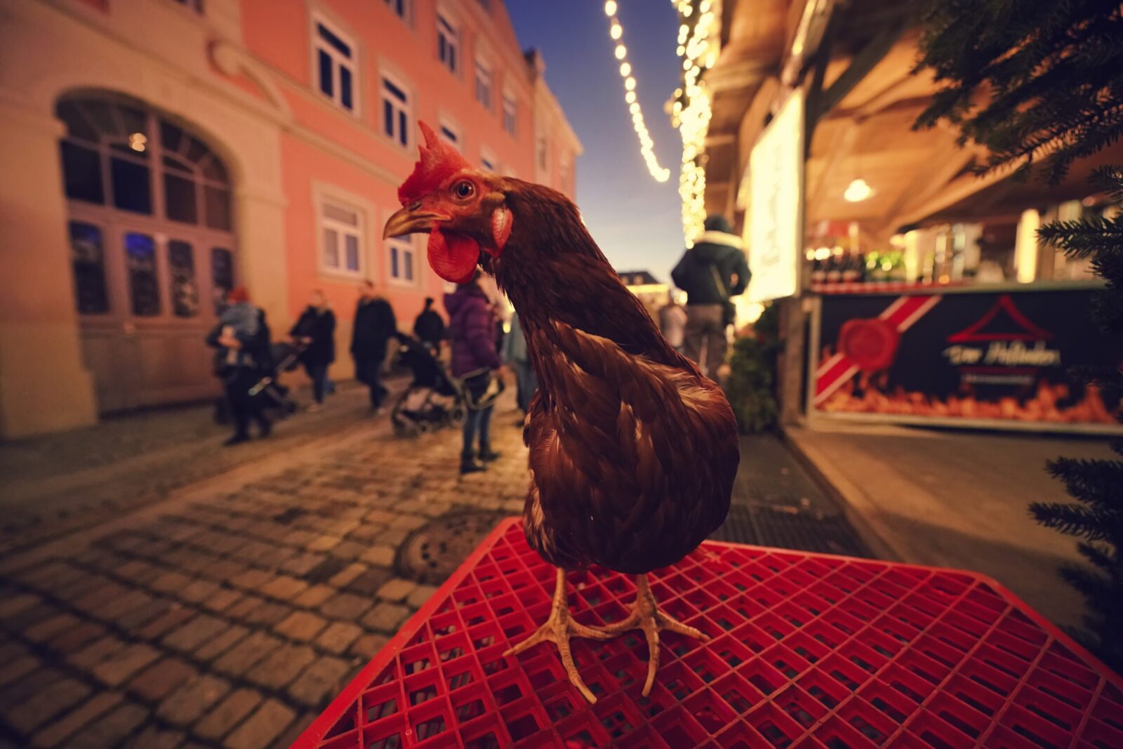 Huhn steht auf Kiste