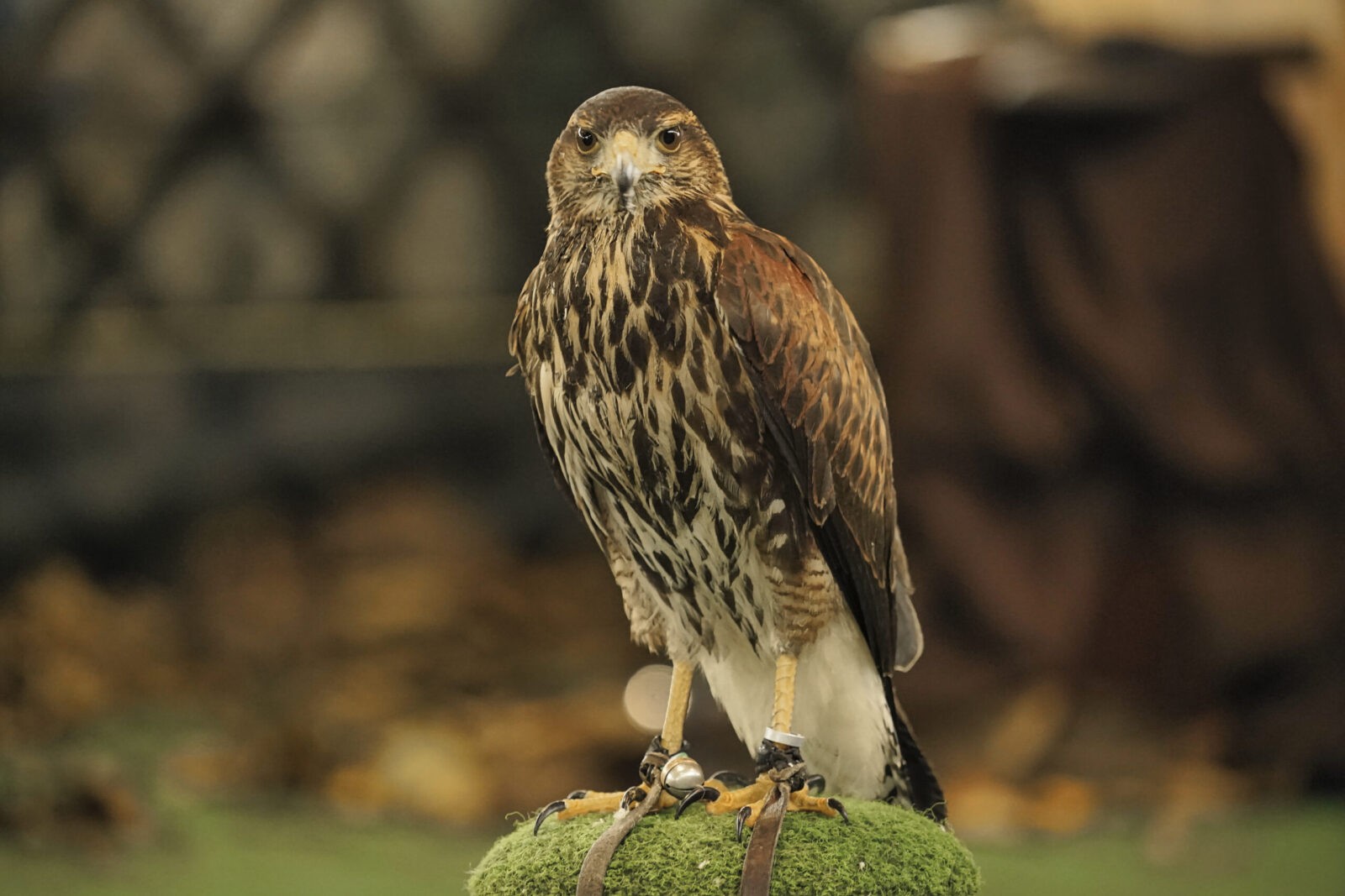 Greifvögel auf Kunstgras