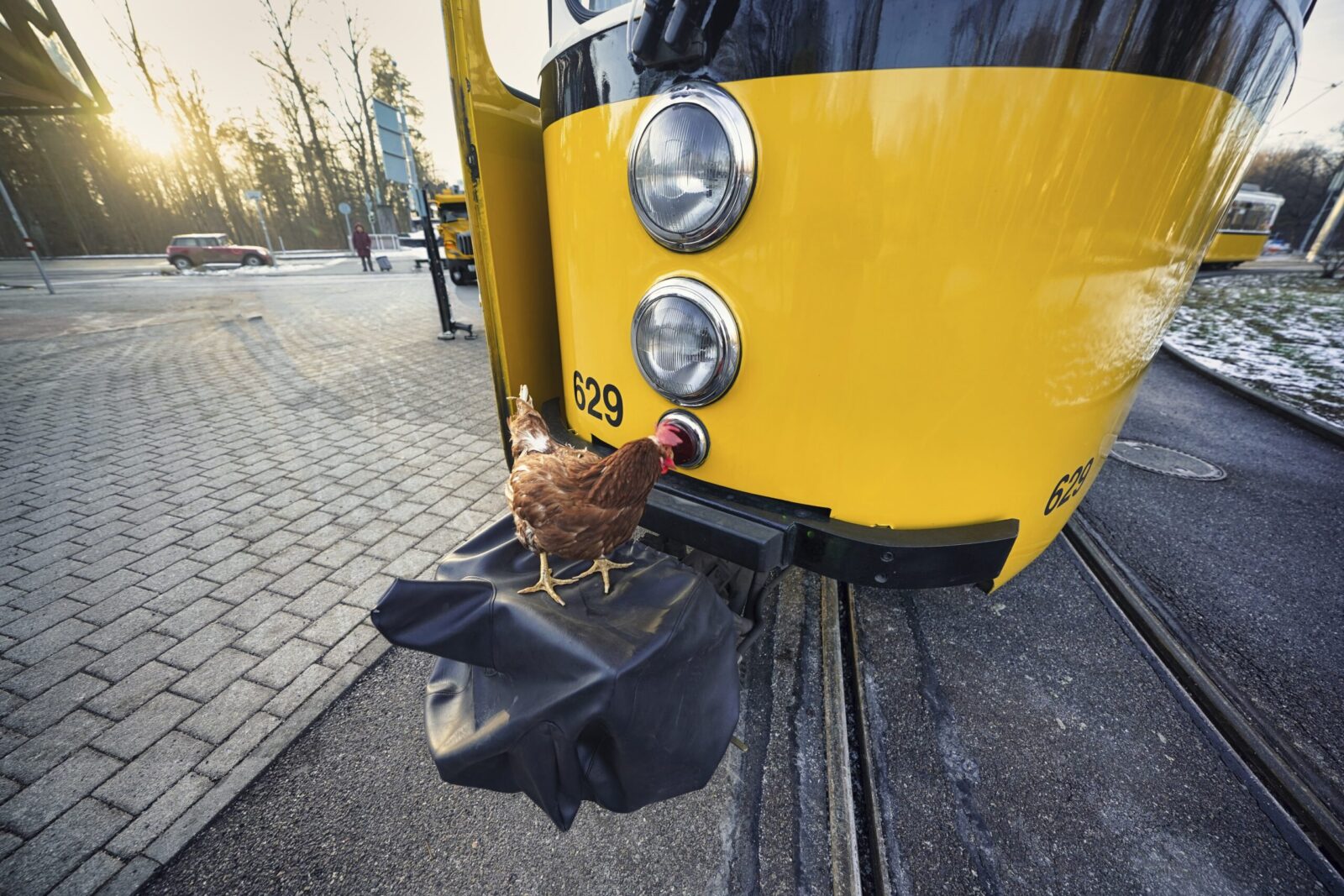 Dotty auf Straßenbahntender